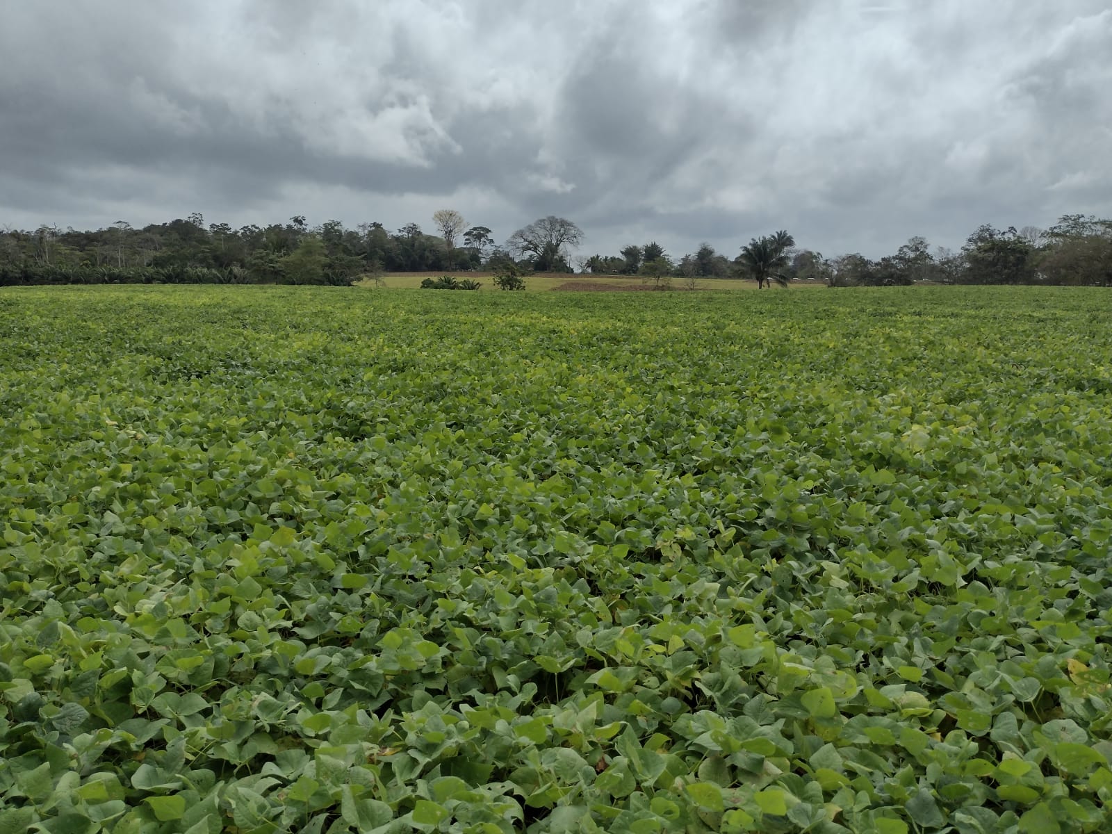 Imagen de la plantación de frijoles en Chánguena de buenos aires, Puntarenas