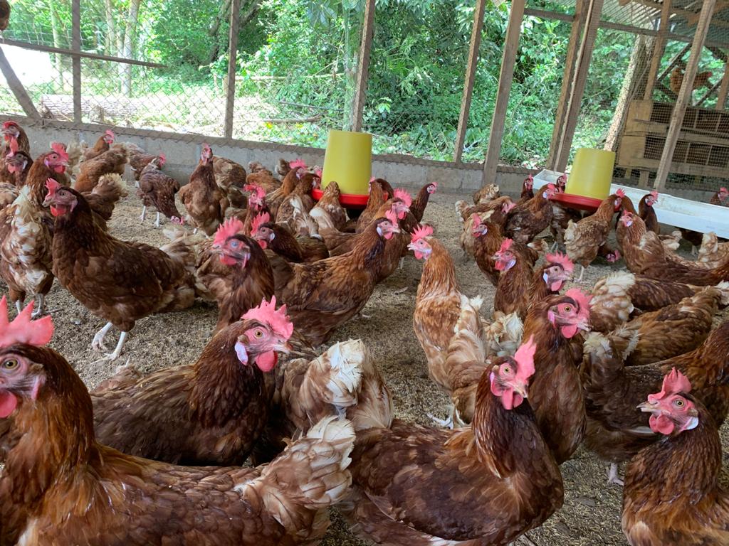 Gallinas de la finca integral de Isla Venado