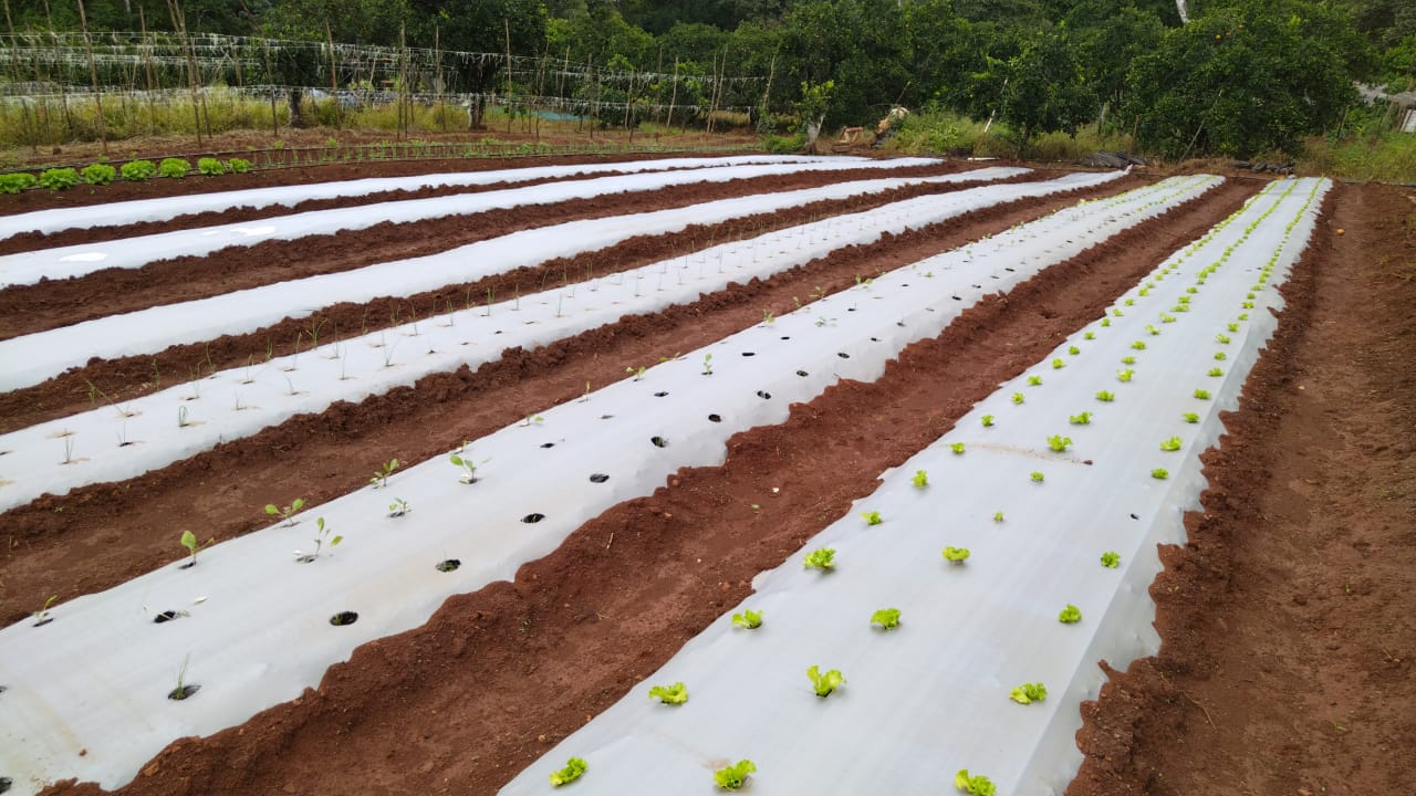 Imagen del proyecto agrícola de Walter Lara