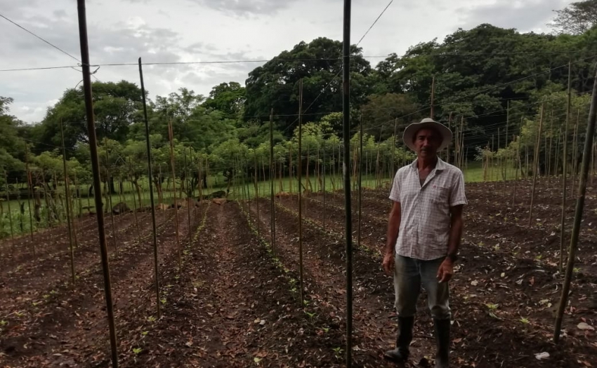 Miguel Herrera Jarquín, agricultor de Bagaces