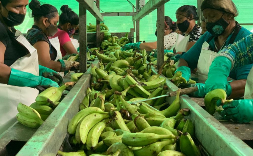 Mujeres de Sarapiquí, Heredia, en proyecto productivo de platano