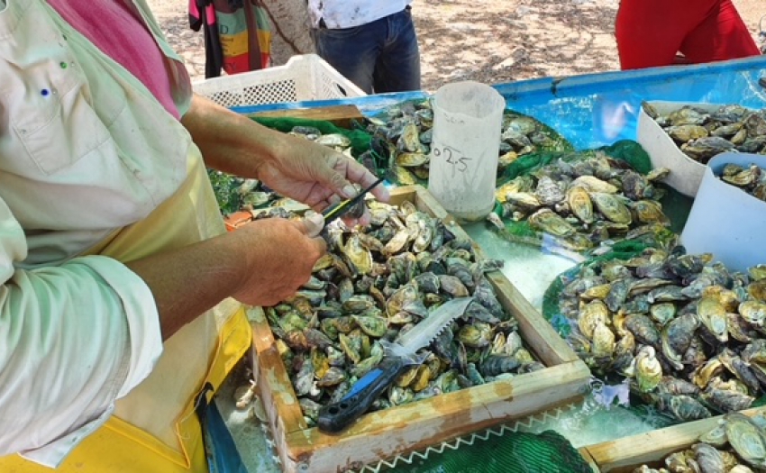 Imagen de personas pescadoras procesando el producto marino.