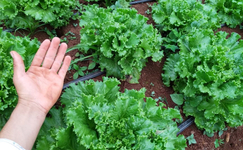 Imagen de las hortalizas producidas por el señora Waltar Lara, beneficiario IMAS.