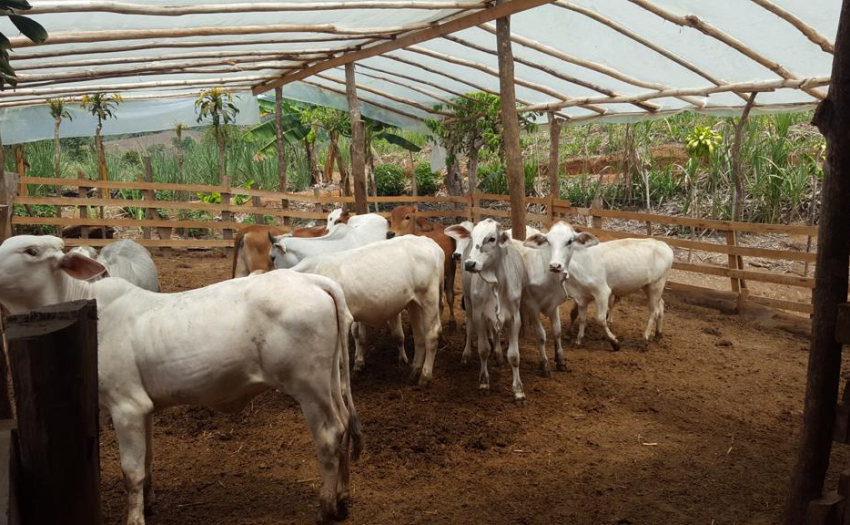 Proyecto productivo de ganado apoyado por el IMAS en zona Brunca